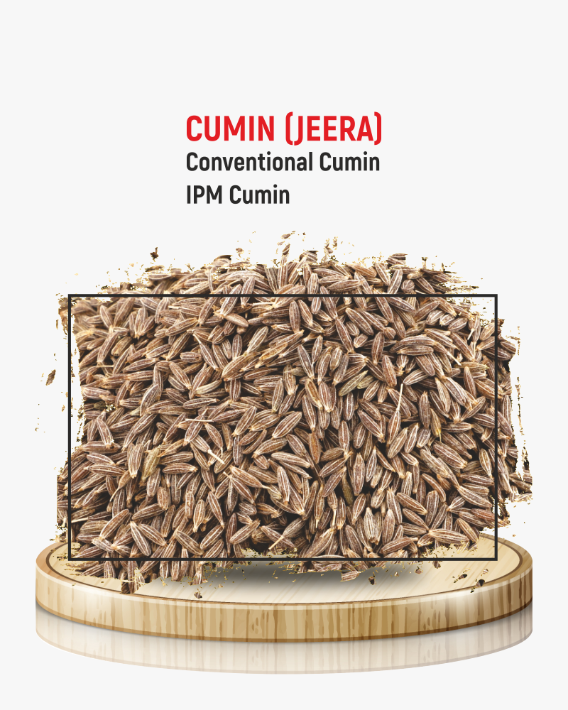 Cumin (Jeera)