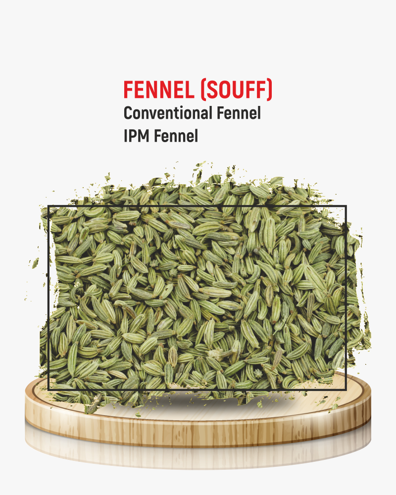 Fennel (Saunf)