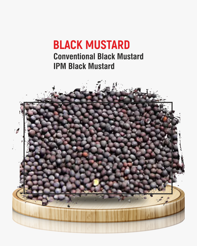 Black Mustard (Sarso)